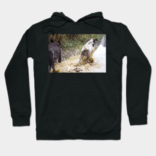 Splashing through a puddle Spinone Hoodie